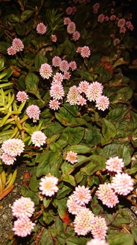 この花は何て言う花ですか ヒメツルソバ ポリゴナム といいま Yahoo 知恵袋