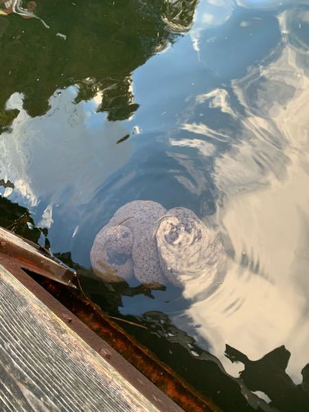 榛名湖のボート乗り場の桟橋でブニョブニョした変な物体が居ました これって Yahoo 知恵袋