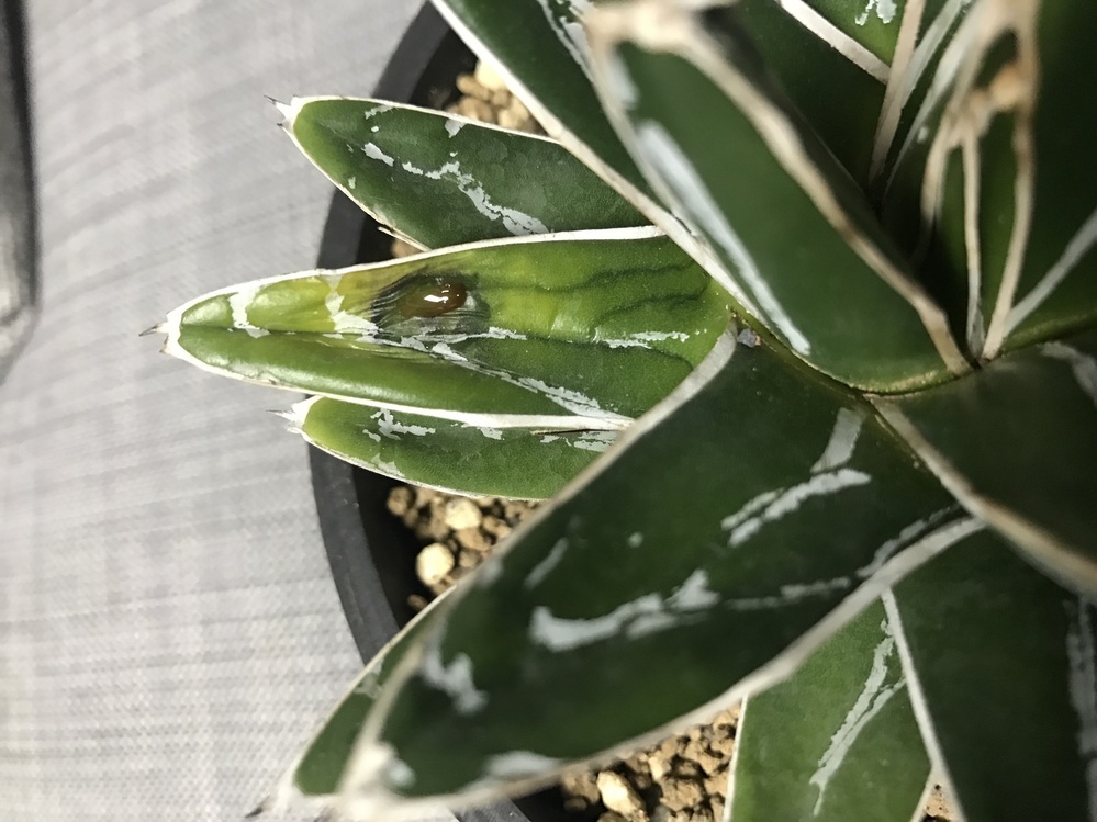 最近植え替えをしたアガベ笹の雪なのですが、他の葉に比べて
