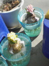 水栽培のヒヤシンスですが 花芽が伸びないで咲きました 学校で子供たちが Yahoo 知恵袋