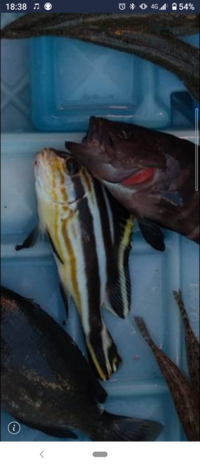 魚の名前が分かりません 画像の左上の黄色と黒のシマシマ模様の魚ですカワ Yahoo 知恵袋