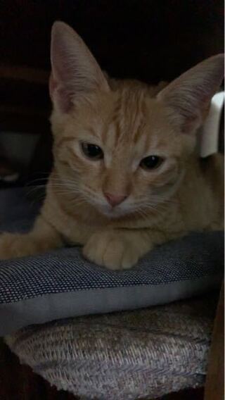 子猫を飼い始めました 茶トラのメスです 元野良猫で 生後半年 Yahoo 知恵袋