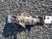 この魚はカサゴですか タケノコメバル ソイですか 目から放射状に延びる Yahoo 知恵袋