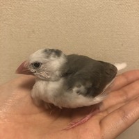 文鳥は握り文鳥になる率が高いですが他の小鳥で握りになりやすい Yahoo 知恵袋