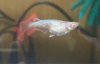 メダカのお腹が大きいまま三週間くらい経ちます このままだと Yahoo 知恵袋