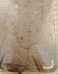細長く紐のような水の生き物の名前を教えてくださいきれいではない川にいましたく Yahoo 知恵袋