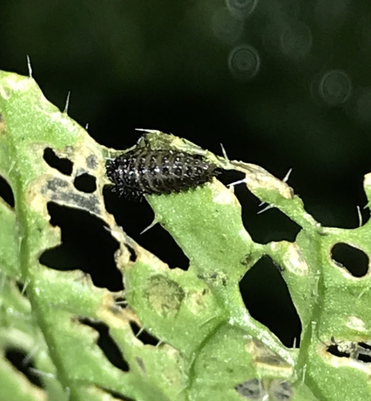 白菜が虫食いで穴だらけになってしまいました 苗を植えた時に虫除けに白い Yahoo 知恵袋