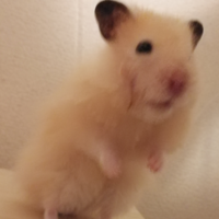 ハムスターについてです 給水器の管を噛みます 飼い始めて3ヶ月ほ Yahoo 知恵袋