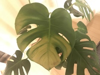 ﾓﾝｽﾃﾗの日焼けは治りますか 観葉植物に無知なために 室内で育てていた Yahoo 知恵袋