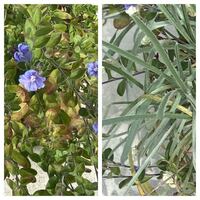 この花の名前を教えてください 左 2センチほどの青い花が先の Yahoo 知恵袋