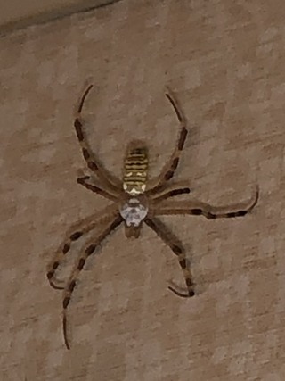 蜘蛛の画像注意 家の天井近くの壁に画像の蜘蛛が糸を張っ Yahoo 知恵袋