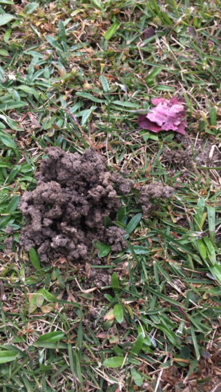 公園の芝生にたまにある この砂のような物の正体は何なのでしょうか Yahoo 知恵袋