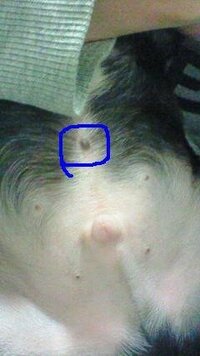 ボストンテリア 4ヶ月 のおへそあたりの黒いほくろっぽいものについ Yahoo 知恵袋