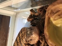 アオジタトカゲの飼育方法に関して質問があります 最初に頭部にカサカサし Yahoo 知恵袋