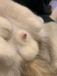 至急お願い致します 先程飼い猫と遊んでいてお腹を撫でていたところネコ Yahoo 知恵袋