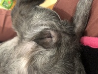 トイプードルとシーズー 飼うならどちらにしますか 室内で飼う犬 Yahoo 知恵袋