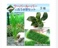ウーパールーパーは水草を食べますか プレコも一緒にいるから なる Yahoo 知恵袋