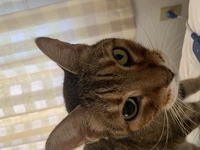 猫の目の様子がおかしいです 数十分前から猫の左右の瞳孔の大きさが Yahoo 知恵袋