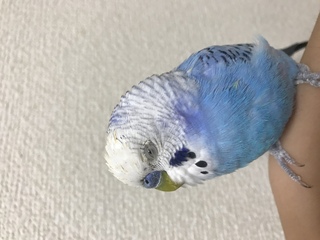 飼っているセキセイインコの頭がもともと真っ白なのですが 毛先が所々 Yahoo 知恵袋