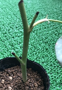 趣味でバラを押し木してみました 数ヶ月も経って 根が回ってい Yahoo 知恵袋