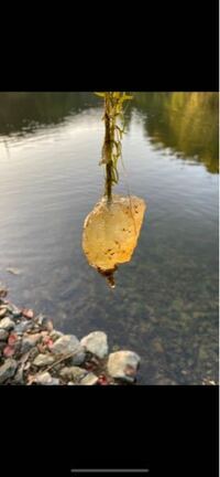 これ なんですか ダムでみつけたのですが 水草や折れた木の枝 Yahoo 知恵袋