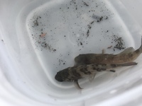 今日 千葉県君津市の辺りで堤防釣りをしました この魚の名前はわかりますか Yahoo 知恵袋