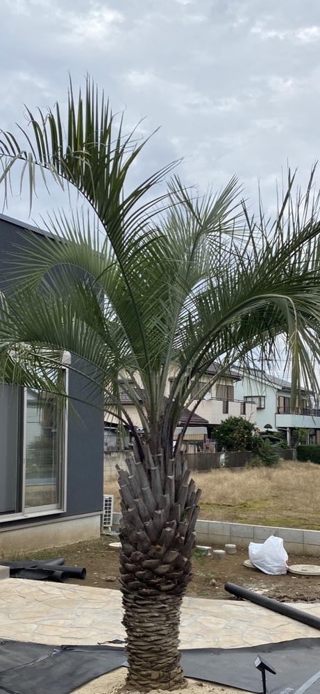 8月に植えたココスヤシ、約3ヶ月たちますがふと見た時に気付いたんで