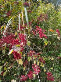 この赤い実がなっている植物はなんですか ガマズミの仲間と思い Yahoo 知恵袋