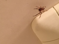 お風呂の換気扇に蜘蛛がずっと住み着いてます 日本の家に出る蜘蛛は人 Yahoo 知恵袋