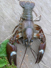 ウチダザリガニは山梨県には100 生息していないのですか 長野県と県境の北杜 Yahoo 知恵袋