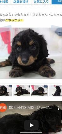 ダップー ミニチュアダックスフンド トイプードル のmix犬を飼お Yahoo 知恵袋