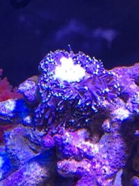 分かる方教えて下さい 先日購入したイソギンチャクが半日くらい 写真のよ Yahoo 知恵袋