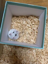 ジャンガリアンハムスターの妊娠中と出産後の子育て用の巣箱で下のものを使いたい Yahoo 知恵袋