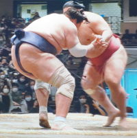 やはり、照ノ富士は、膝が悪いので左へ右へと土俵を回られると足がついていかないですか。 
