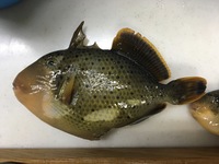 この魚は食べられる魚でしょうか 釣れたのは沖縄です 宜しくお願いし Yahoo 知恵袋