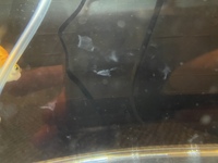 白カビ病の疑いがあった金魚を4日間塩浴させてからメチレンブルー水溶液に4日間 Yahoo 知恵袋