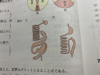 Dが肉食動物の消化管である理由を説明しなさい という問題なのです Yahoo 知恵袋