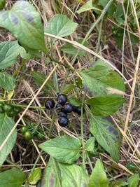 この黒い実をつける草花の名前を教えて下さい 最初は青い実ですが黒 Yahoo 知恵袋