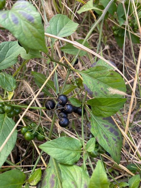 子供が公園に生えている実の様な雑草 を食べてしまいました 大 Yahoo 知恵袋