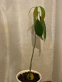 アボカドの種を水で育てていましたが 芽が出て30センチくらいになり 根もしっか Yahoo 知恵袋
