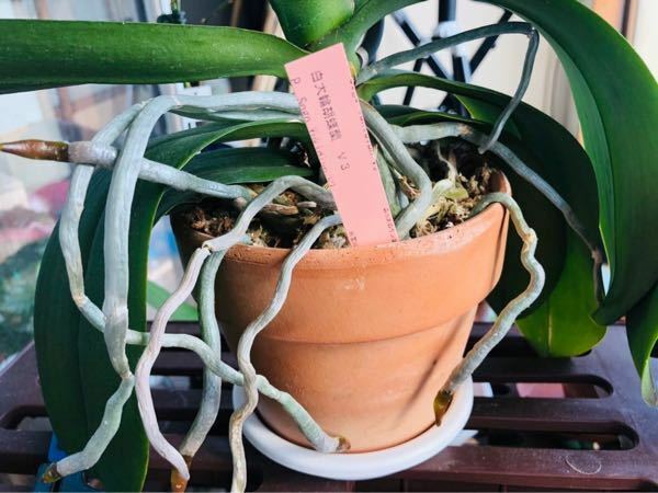 今年から素焼き鉢に水苔で育ててる胡蝶蘭の根がはみ出してきました 根の一部 Yahoo 知恵袋
