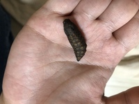 玄関先のコンクリートに蛹が落ちていました。動くので生きています。
これは何のサナギでしょうか？大きさは3センチほどです。 羽化させるには蛹ポケットなど作ってやる必要はありますか？それとも土の中に埋めておいたほうがいいのでしょうか