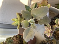 白い葉の名前を教えてください 多肉植物のセットの中についてきました ミ Yahoo 知恵袋