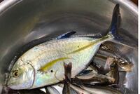 この魚はオニヒラアジの幼魚でしょうか 熱海港で釣りました Yahoo 知恵袋