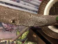 燻炭使ってる方いますか 入れるとカビたり 虫が来たりしますか カビアレル Yahoo 知恵袋