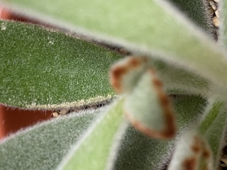 多肉植物初心者です 育てているツキトジの葉が写真のように かさぶた状にな Yahoo 知恵袋