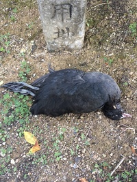 写真のような鳥の死骸を見つけたのですが、これは何ていう鳥ですか？場所は沖縄県です。 