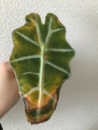 観葉植物のアロカシア アマゾニカについてです 何枚か葉っぱが Yahoo 知恵袋