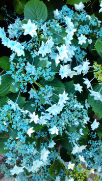 神社で撮影した紫陽花の画像です スマホの待受にしたら 良いことあります Yahoo 知恵袋