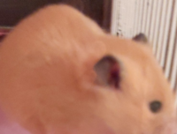 ジャンガリアンハムスターについてです 最近 背骨 がぽこっと出て 首の後ろ Yahoo 知恵袋